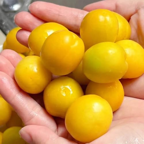 semi di albicocca - fresca all'aperto resistenti di aiuole rialzate per giardino perenni 15pcs