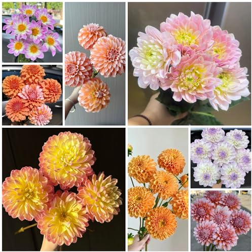 dahlien winterhart mehrjährig - für balkon blumenzwiebel garden frühlingsblüher 10knollen