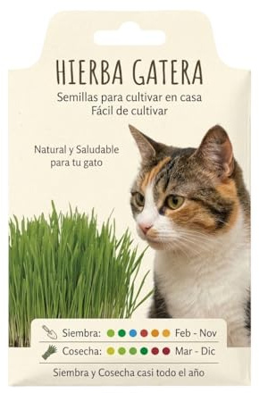 DECOALIVE Semillas para Plantar Hierba para Gato en Interior – Cultivo Fácil en Maceta o Bandeja