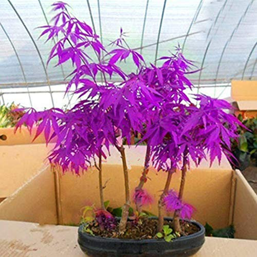 Benoon Semillas De Arce, 100Pcs / Bolsa Semillas De Arce Ornamental Easy Survive Bonsai Plantación Semillas De Arce Decorativas Naturales Para Maceta 12