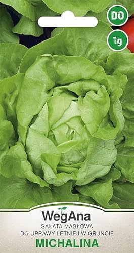 WegAna Butterkopfsalat Michalina Samen 1g, Grüne Kopfsalate, Robuste Gemüsesamen, Gemüse Samen, Samen Anzucht, Saatgut für Gewächshaus