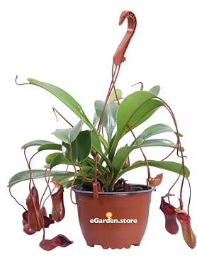 Pianta di Nepenthes X Ventrata pianta carnivora mangia insetti ornamentale da arredo interno pianta vera venduta da eGarden.store