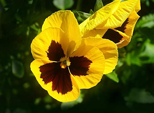 Pansy Boxed Bedding 24 x Yellow Garden Ready Pansies (Live Plants)