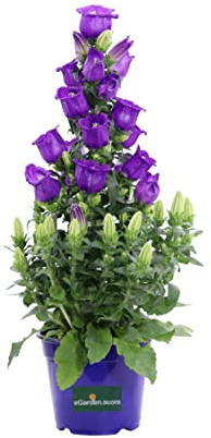 Pianta di Campanula Appeal pianta da fiore varie colorazioni pianta ornamentale pianta da fiore pianta da esterno pianta vera di Campanula Appeal venduta da eGarden.store (Viola)