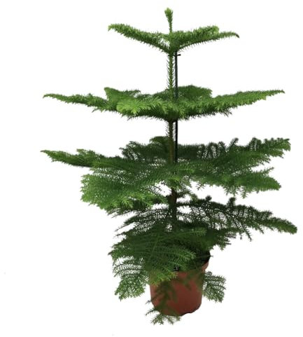 Plant in a Box - Araucaria Heterophylla - Pin de Norfolk - Araucaria excelsa - Pin d'Intérieur - Pot 21cm - Hauteur 70-80cm