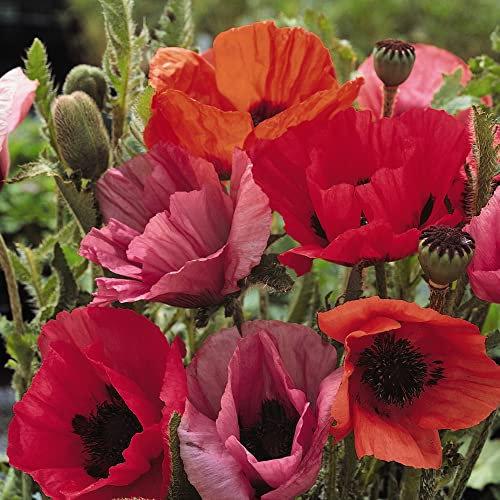 Oriental Poppy Seeds 'Fruit Punch' Papaver orientale Red Pink Purple Blooms Hardy Perennial Easy to Grow Your Own Garden Flowers 1x Packet (Approx. 40 Seeds) by Thompson and Morgan