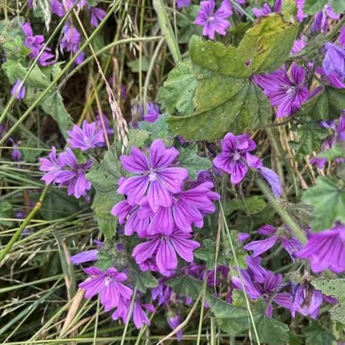 800 pezzi semi malva - semi interni purificatori d'aria, esotici del balcone resistenti del balcone