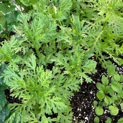 semillas de crisantemo comestibles, resistentes para el jardín Semillas de crisantemo coronarium, de exóticas de balcón 800pcs
