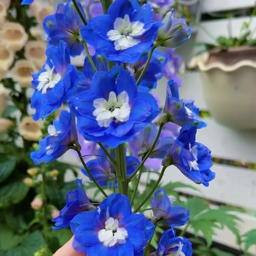 rittersporn, winterharte deko balkon delphinium garten wildblumen balkonblumen bio blumenbeet schnittblumen 400samen