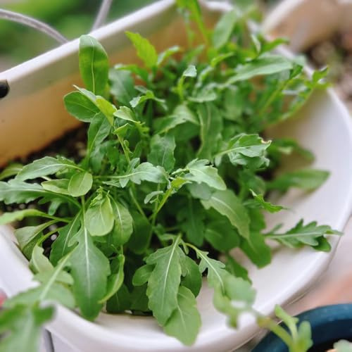 semi di rucola, giardino balcone interno esotiche rare copertura 500pcs
