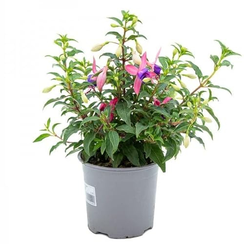 Fuchsia Natural La Planta que Transformará el Interior de tu Hogar en un Oasis de Colores
