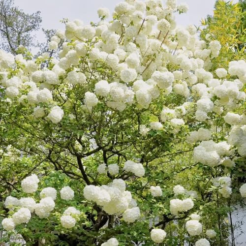 hortensias de primavera de bonsái semillas exóticas semillas invernaderos balcón verano oficina jardín interior reales 80pcs