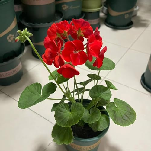 gerani da giardino da balcone pelargonio semi di selvatici ombra aiuola di esotici selvatici primaverili, resistenti in vaso balcone recisi resistenti in vaso 650semi