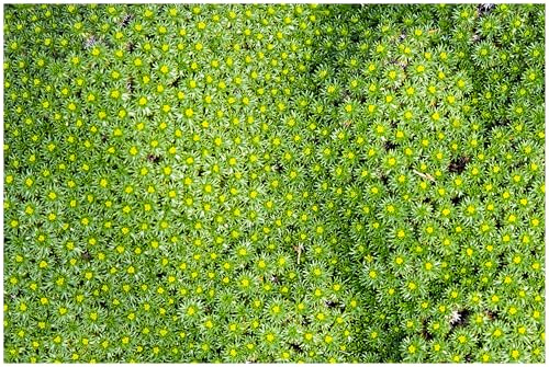 Stauden Gänge 1 x Azorella trifurcata 'Nana' Adenpolster winterhart | Winterharter Bodendecker für Sonne bis Halbschatten, Blüte Juni bis Juli, mehrjährig, 9x9 cm Topf