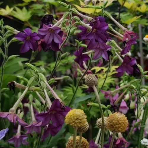 semi di tabacco - giardino aiuole rialzate perenni resistenti copertura del terreno biologici 250pcs