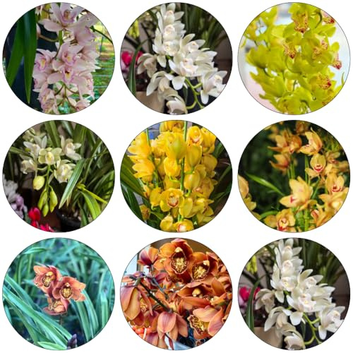orchidea Cymbidium - giardino interni esotici selvaggi balcone semi selvaggi semi organici reverdecimiento tetti estate decorazione 550pcs