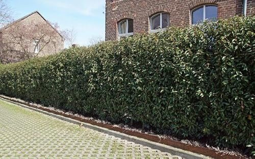 15st. Portugiesischer Kirschlorbeer 40-60cm XXL Buschig im Topf Kirschlorbeer Prunus lusitanica 'Angustifolia' Lorbeer Gartenhecke Topfware Sichtschutz