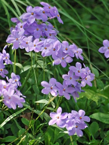 Perennial Farm Marketplace Phlox stolonifera (Creeping Phlox) Native Perennial, Size-1 Quart, Lavender-Pink Spring Flowers