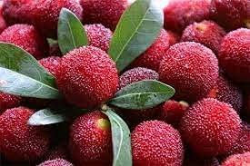 Graines de fruits de la mûre rouge sucrée paquet de 100 graines