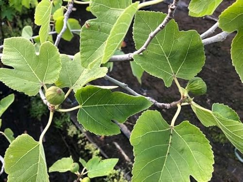 Gebirgsfeige Ficus palmata – winterharte Feigenpflanze für Garten & Kübel | robust & pflegeleicht | ca. 100–120 cm Containerpflanze | Vitiserve – Rebschule Steinmann