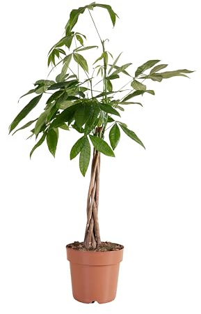 Bloomique - Pachira Aquatica - Geldbaum - Wasserkakao - Zimmerpflanzen - Luftreinigend - Pflegeleicht - 80-90 cm hoch - Topf 21 cm