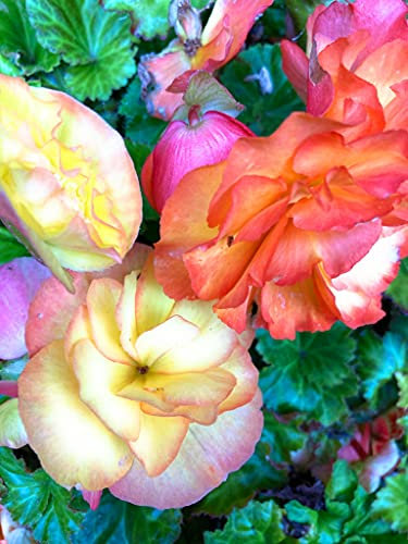 6 corms of Double Begonia (Mixed Colours) Includes Postage