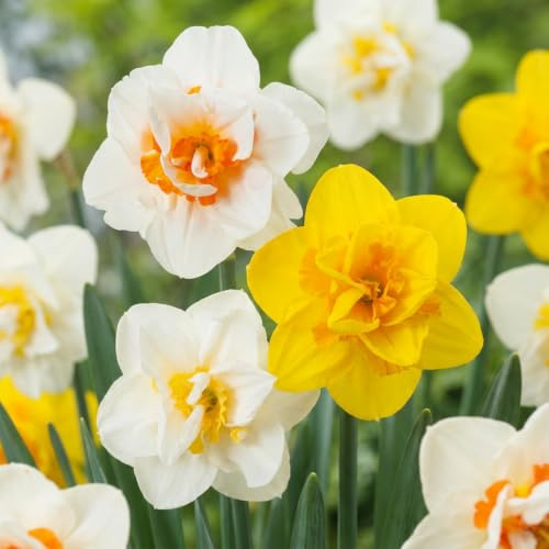 Green boutiQ - 10x Narcissus Double mix - Narcisse double mélange - Jaune et Blanc - Floraison printanière - Calibre 12/14