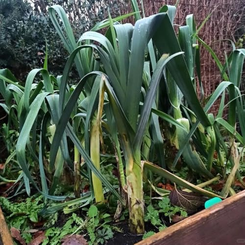 Semi di porro resistenti, Decorazione giardino interno, balcone biologici 300pcs