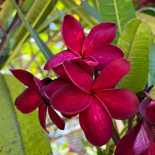 frangipani, plumeria - giardino resistenti giardino resistenti ufficio siepi, arbusti, bonsai, rampicanti arbusti a crescita 200semi