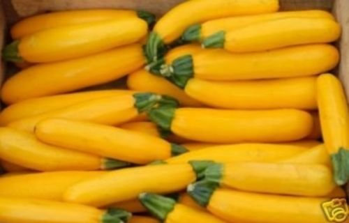 20+ Graines de courgette bio d'or ~ Courge jaune Bush ~ été ~ Abondant