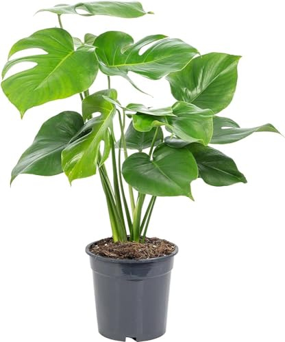 Monstera Deliciosa Natural Planta Exótica de Interior con Hojas Partidas