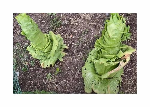 Stk - 500 Korn Zichoriensalat Zuckerhut Garten Pflanzen - Samen F-S379 - Seeds & Plants Shop by Ipsa