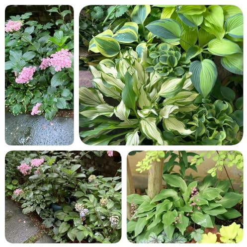 Semi di Hosta, semi di Hosta plantaginea, regali per gli amanti del giardino semi di rare hosta funky resistente acquistarere hosta 80pcs