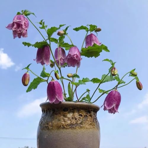 Semi di campanula-Campanula media,semi di recisi semi di perenni resistenti da giardino,facile da piantare decorazione 500pcs