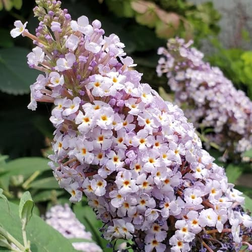 Semi di lillà farfalla, Buddleja lindleyana, perenni resistenti Buddleia, arbusti da resistenti, giardino roccioso sono resistenti 250pcs