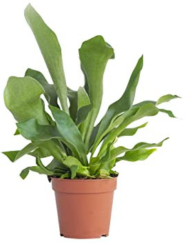 PLNTS - Platycerium Bifurcatum (Hirschhorn Farn) - Zimmerpflanze - Zimmerpflanzen, Pflanzen Echt, Nachhaltige Verpackung -12cm Topf - Höhe 35cm - Direkt von der Gärtnerei