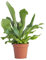 PLNTS - Platycerium Bifurcatum (corne d'élan) - Plante verte - Plante d'intérieur en 12 cm Pot - Hauteur 35 cm
