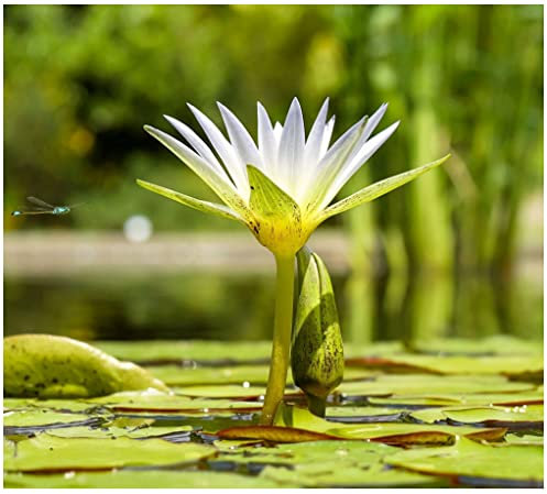 Aquatic Plant Pond Soil - 5.5 Litres Lily, Tropical Lotus, Water Iris & Pond Plant Compost - Hydrate at Home