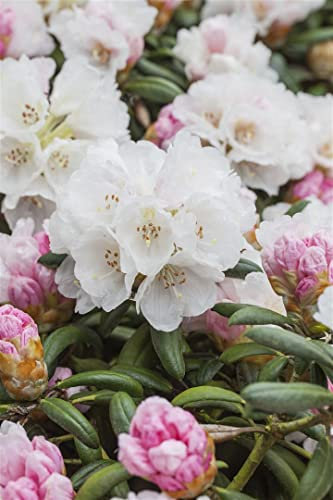 Rhododendron yakushimanum 'Koichiro Wada' 30-40 cm – Winterhart, Immergrün, Mehrjährig – Rhododendron – Zierstrauch für Garten & Kübel