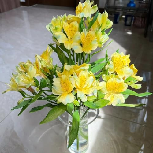 alstroemeria pflanze samen wiesensaatgut, schattenpflanzen alstroemeria samen kletterpflanzen winterhart, bio saatgut bonsai samen, steingartenpflanzen winterhart schnittblumen samen, 10pcs