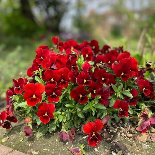 semillas de pensamiento resistentes - Decoración exteriores primavera 30pcs