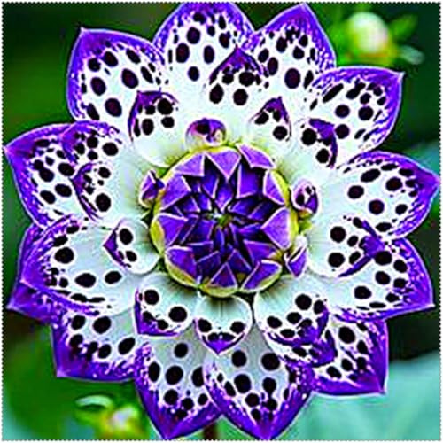Decorativo/tubérculos de dalia,excelente adorno,Gracia/,comprar tubérculos de dalia/perennes resistentes.-2unidad-H