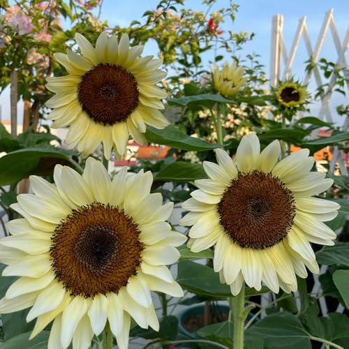 semi girasoli resistenti all'aria aperta perenni resistenti al pieno sole giardino interno primavera che amano l'ombra, balcone con letti 550pcs