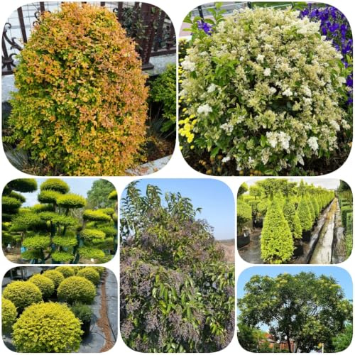 Semillas de aligustre - semillas de orgánicas seto verdes resistentes jardín balcón resistentes jardines rocas exótico 200pcs
