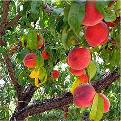 Albero Di Pesco, Altezza 170cm