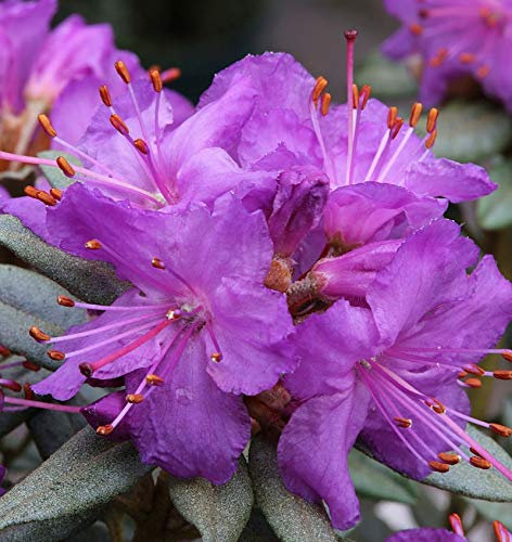 Zwerg Rhododendron Saint Merryn 20-25cm - Rhododendron impeditum - Zwerg Alpenrose - lebende Gartenpflanze aus den Baumschulen