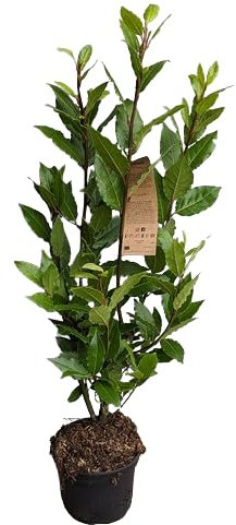 Laurel ±1m de Altura Planta Natural de Exterior de Riego Moderado