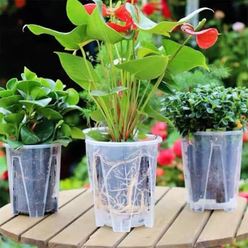 Yuanpgky Vasi per orchidee in plastica trasparente con fori di drenaggio e piattini, 14 x 16 cm e 16 x 18 cm, set per la crescita delle radici, design traspirante per dendrobium, phalaenopsis