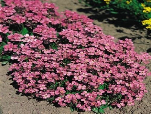 50 Semillas Semillas Arabis Compinkie berro de roca (perennes)