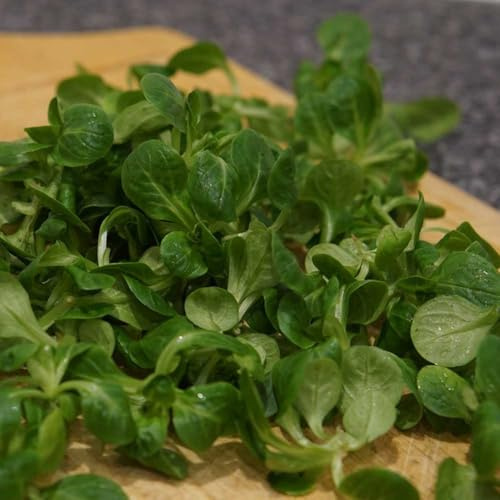 Semi di valeriana, semi copertura del terreno e perenni da giardino invernali giardino verdi balcone 300pcs